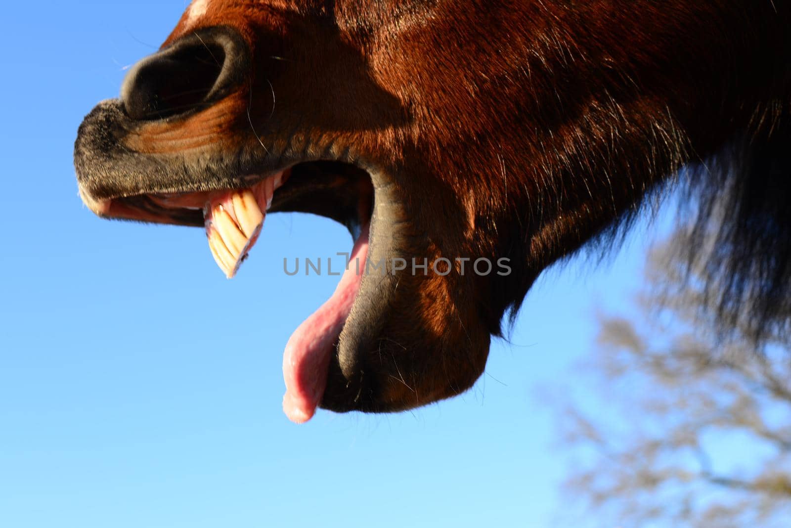 Open mouth of a brown horse from the right side as a close up
