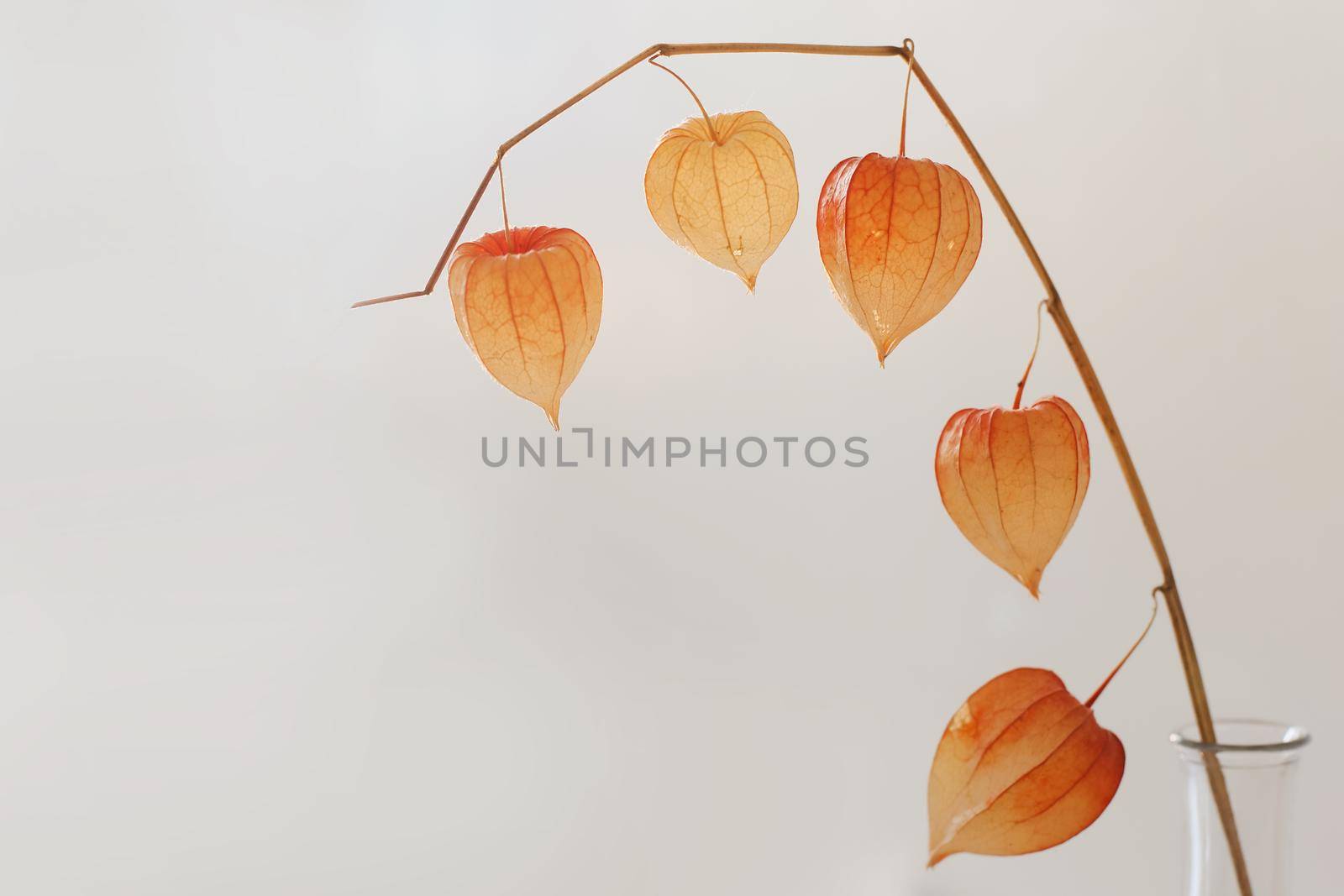 red physalis flowers isolated on white background with copyspace. Minimalistic design composition of dried flowers in vase in white interior of living room. by paralisart
