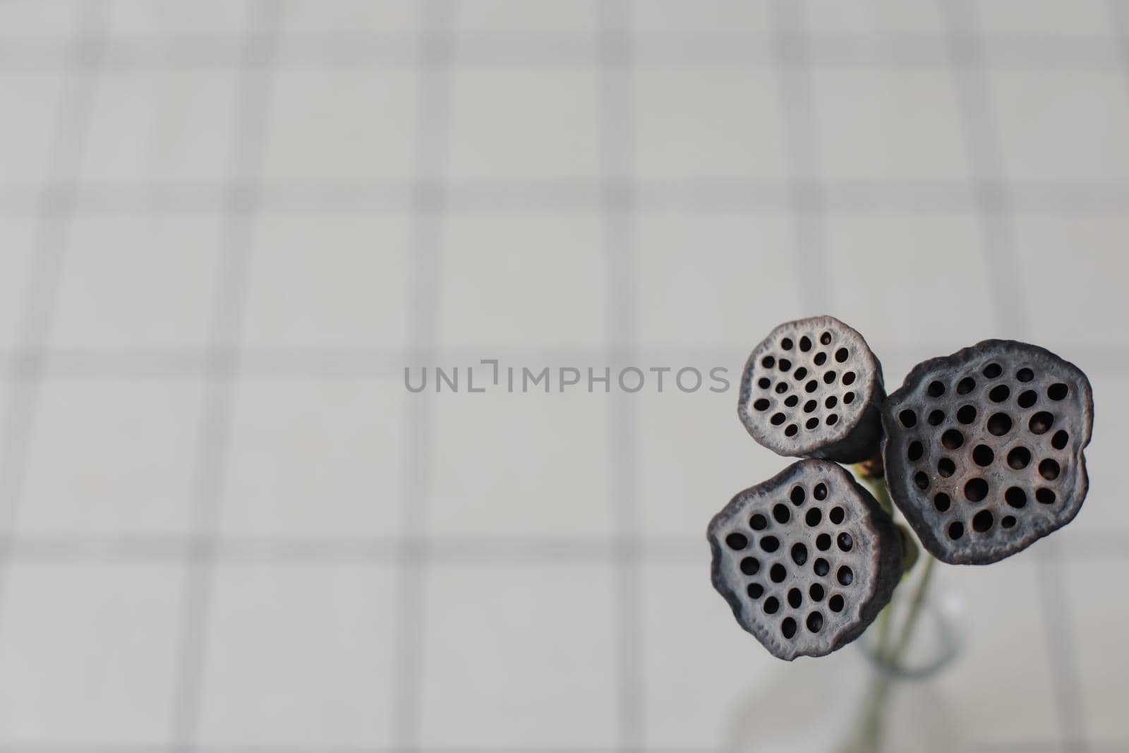 Dried lotus flower seed pods isolated on white background.
