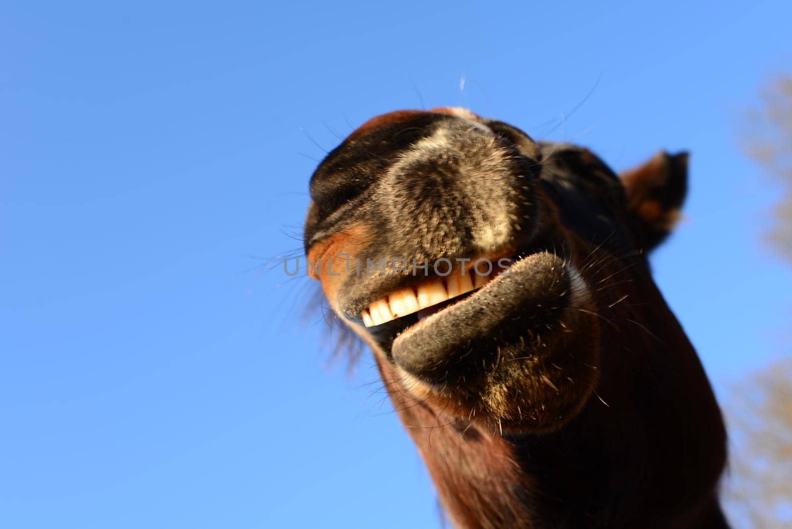 Open mouth of a brown horse from below against ablue sky as a close up