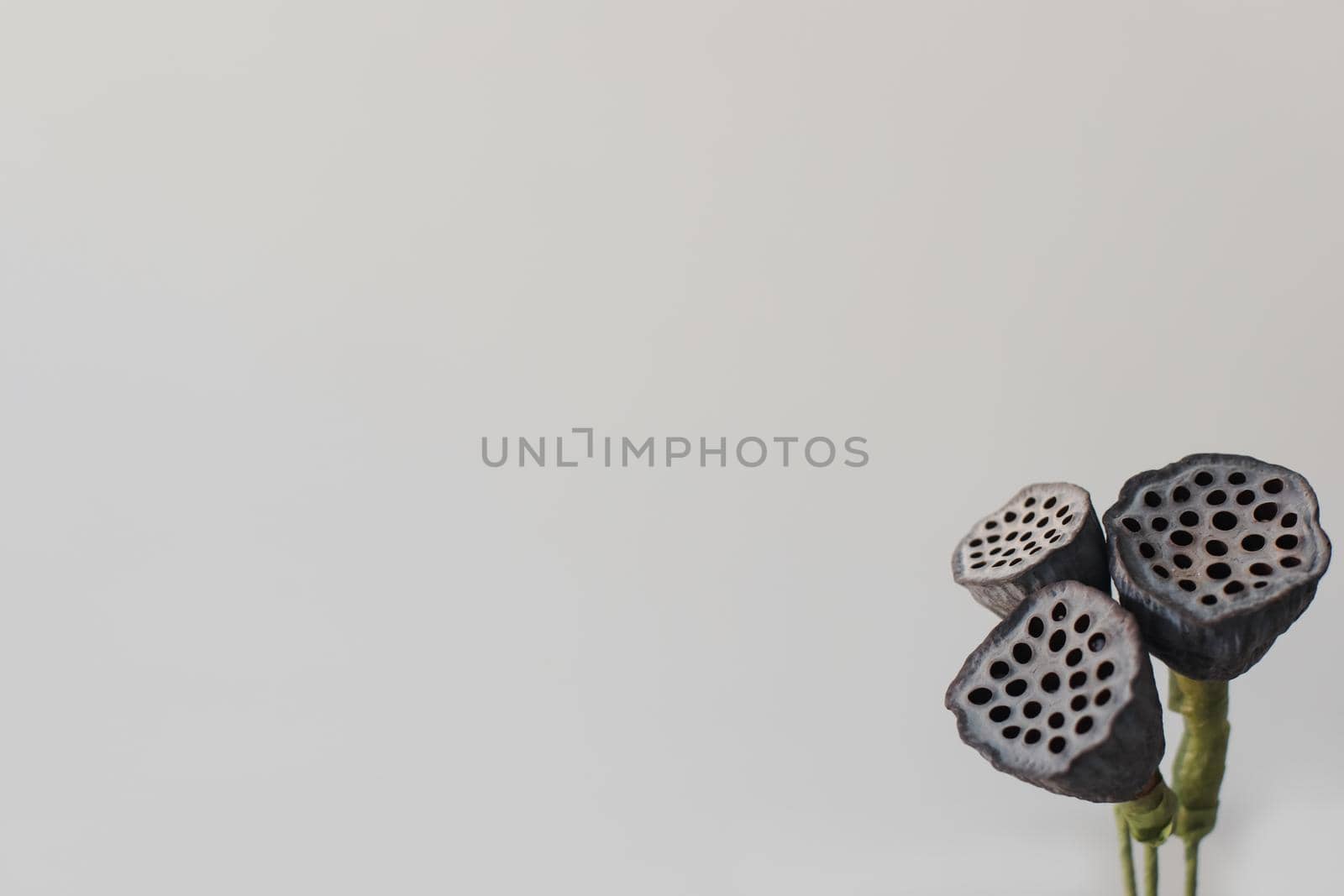 Dried lotus flower seed pods isolated on white background.