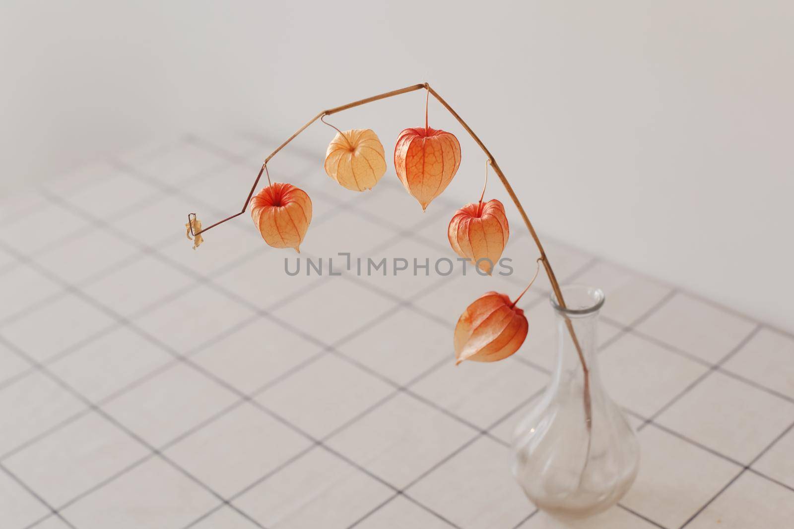 red physalis flowers isolated on white background with copyspace. Minimalistic design composition of dried flowers in vase in white interior of living room