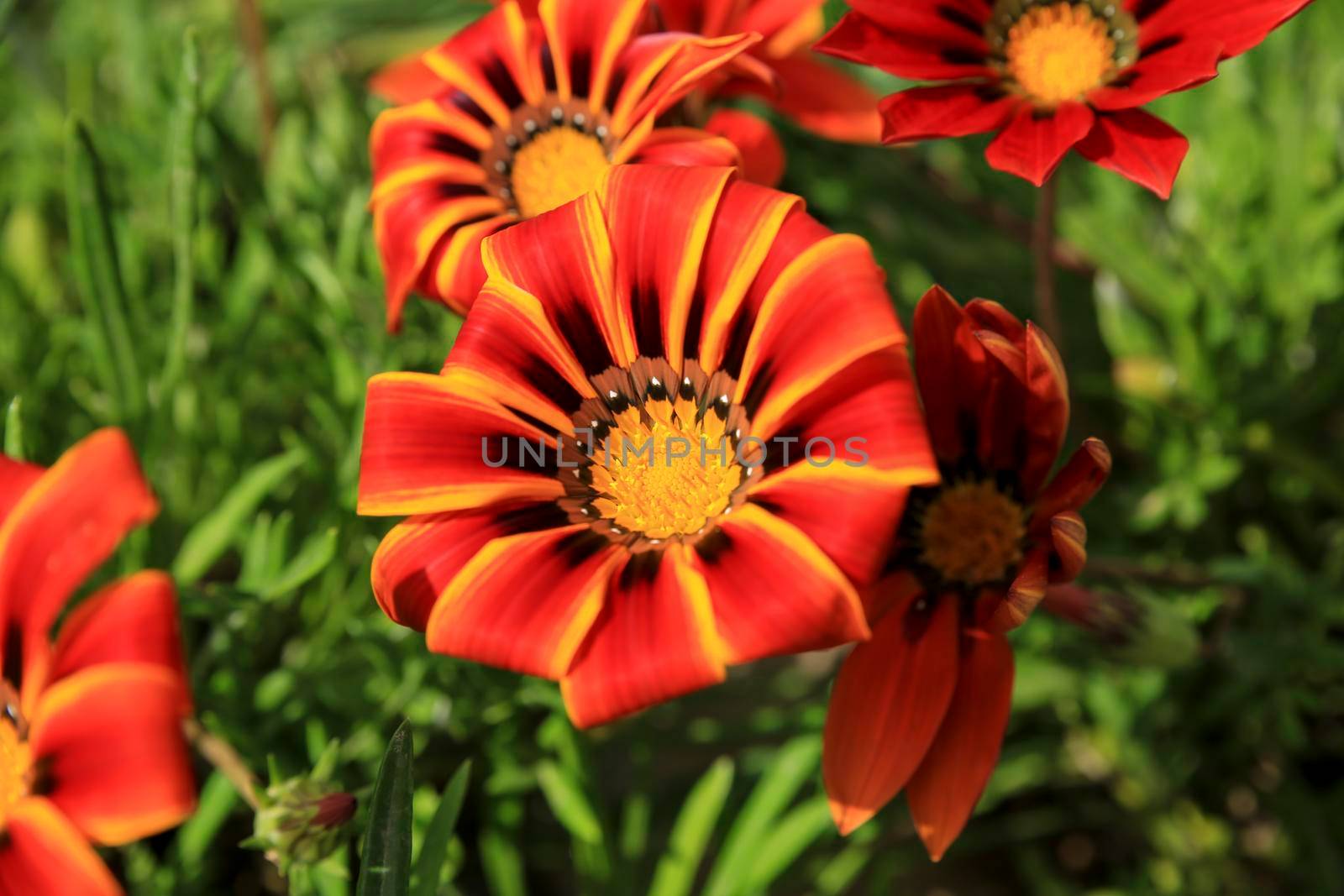 Colorful red, yellow and orange Gazania Linearis Flowers in the garden in Spring