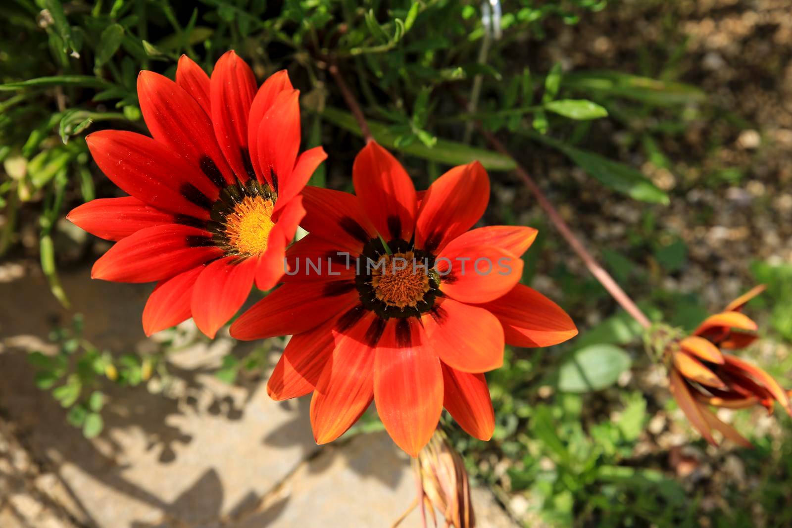 Colorful red Gazania Linearis Flowers in the garden in Spring