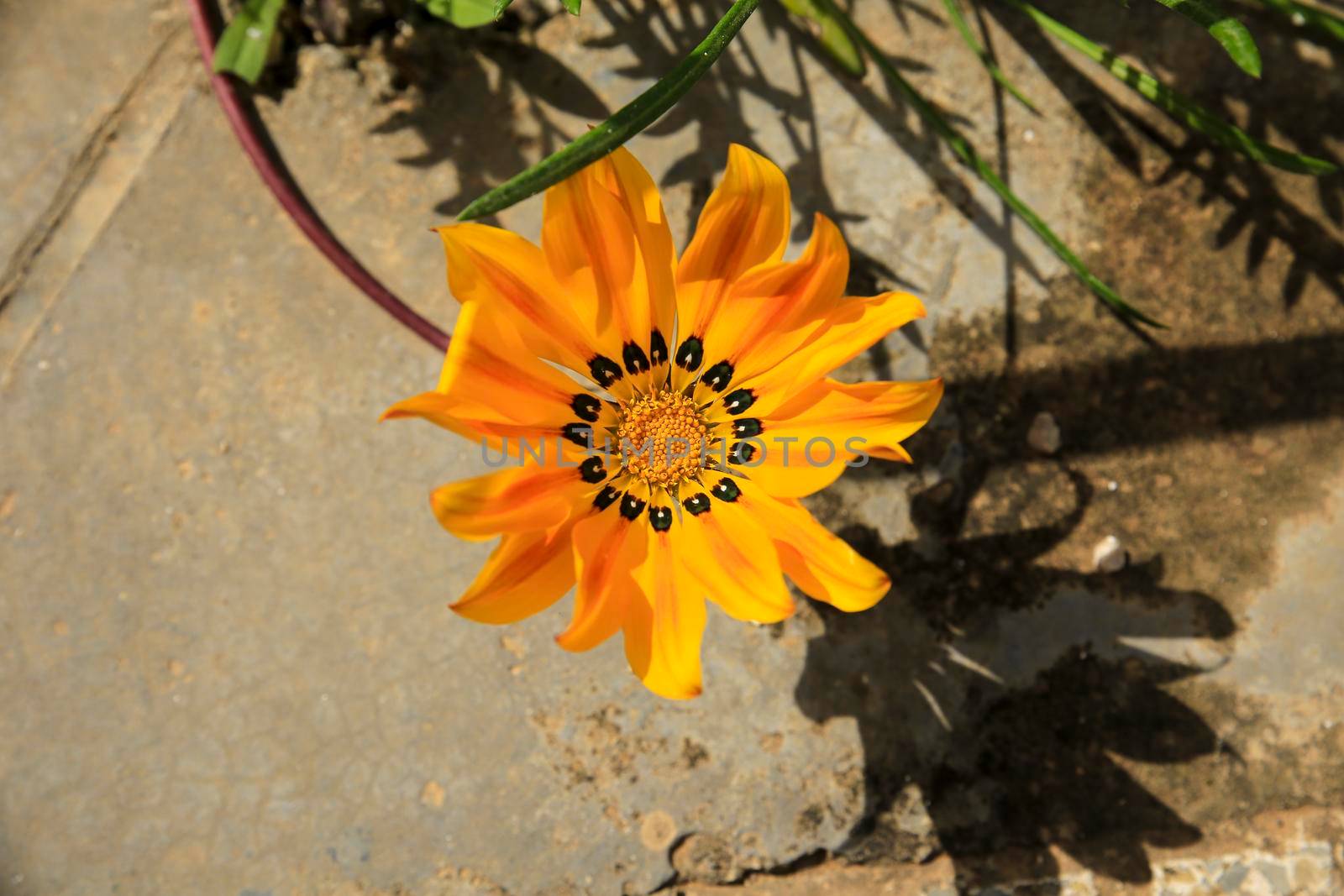 Colorful yellow and orange Gazania Rigens Flower in the garden in Spring