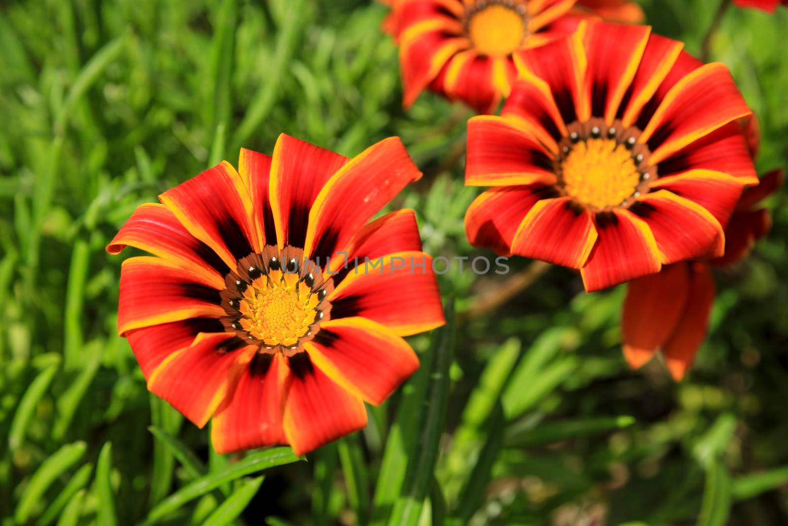 Colorful red, yellow and orange Gazania Linearis Flowers in the garden in Spring