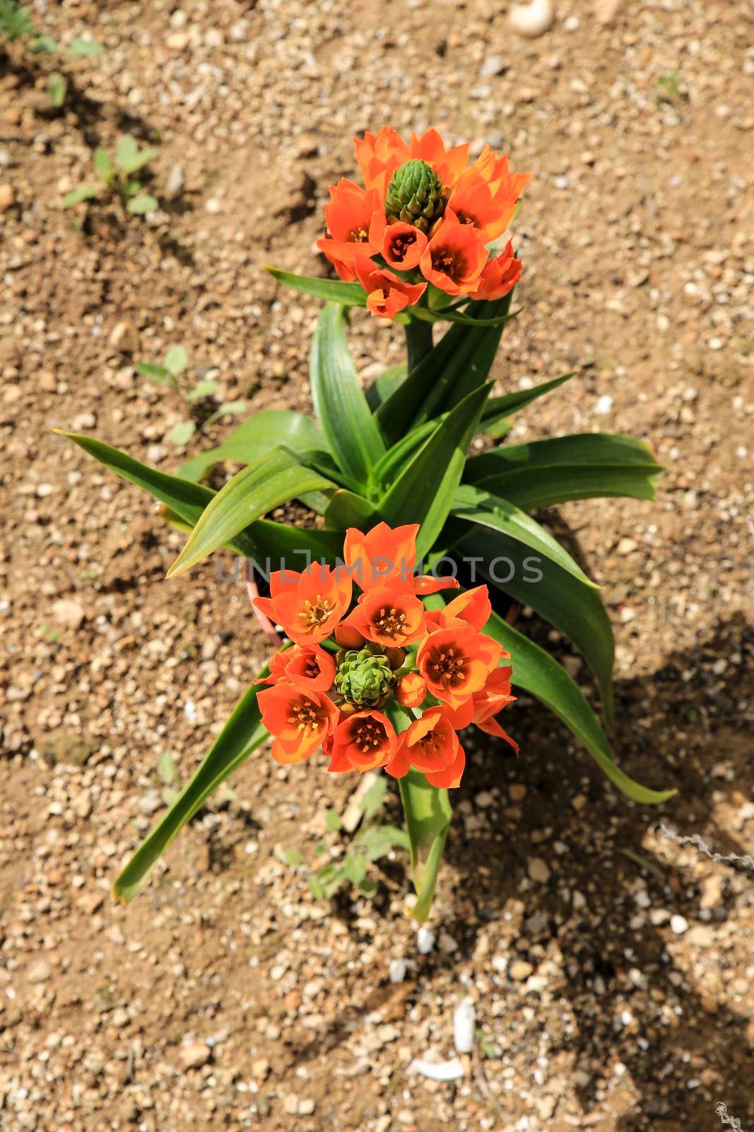 Beautiful and colorful Ornithogalum Dubium Houtt plant in the garden