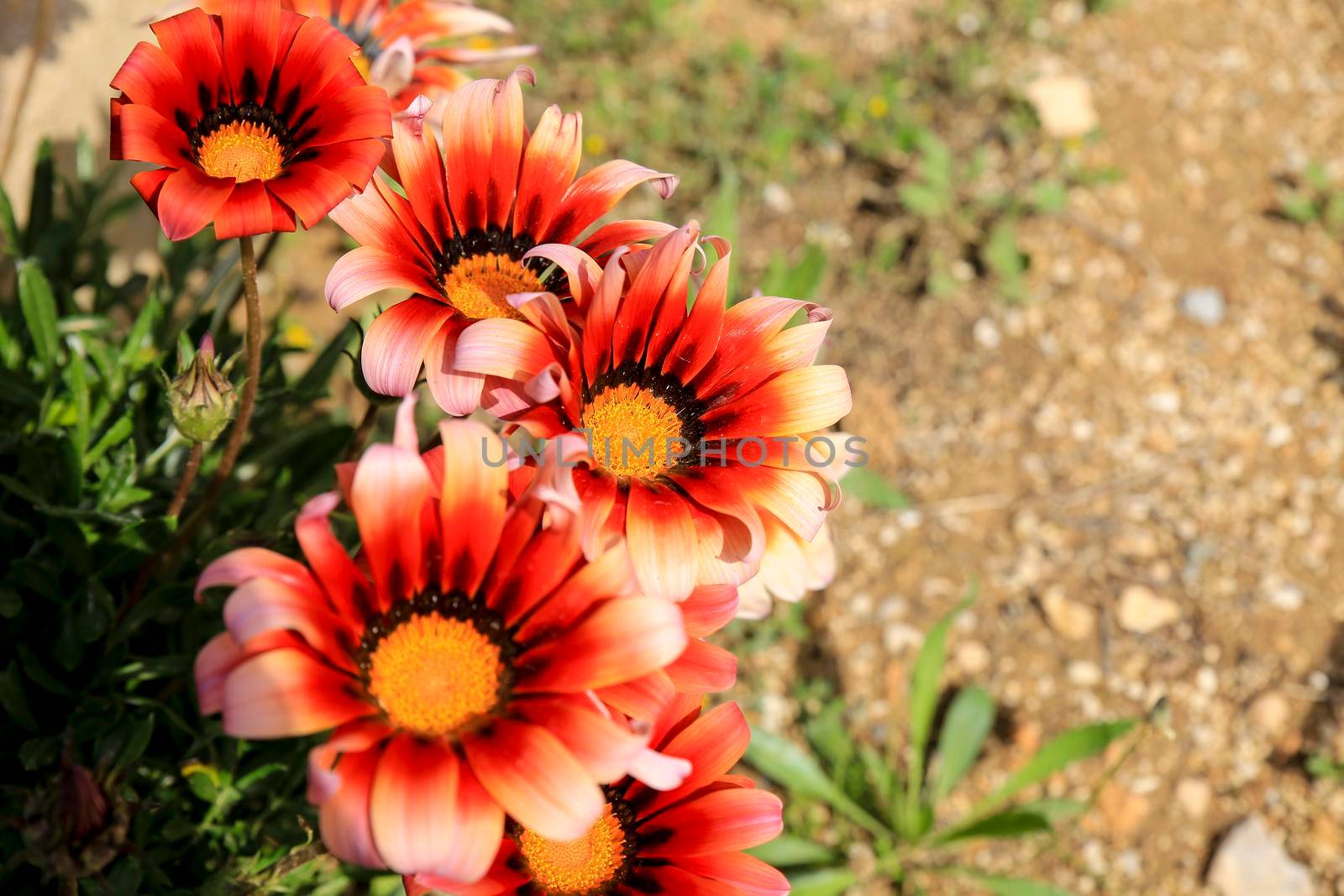 Colorful red, pink and orange Gazania Rigens Flowers in the garden in Spring
