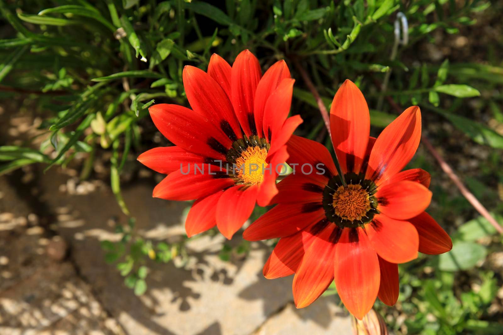 Colorful red Gazania Linearis Flowers in the garden in Spring