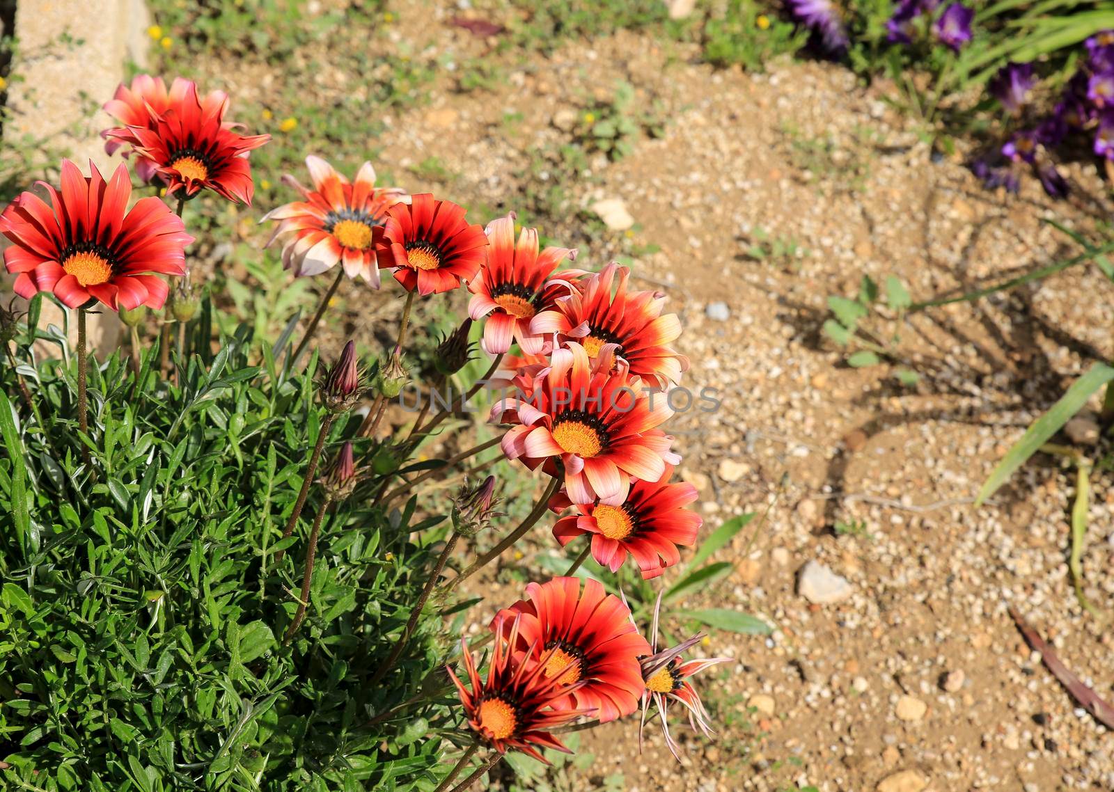 Colorful red, pink and orange Gazania Rigens Flowers in the garden in Spring