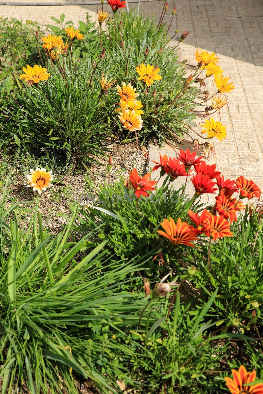 Colorful red, pink and orange Gazania Rigens Flowers in the garden in Spring