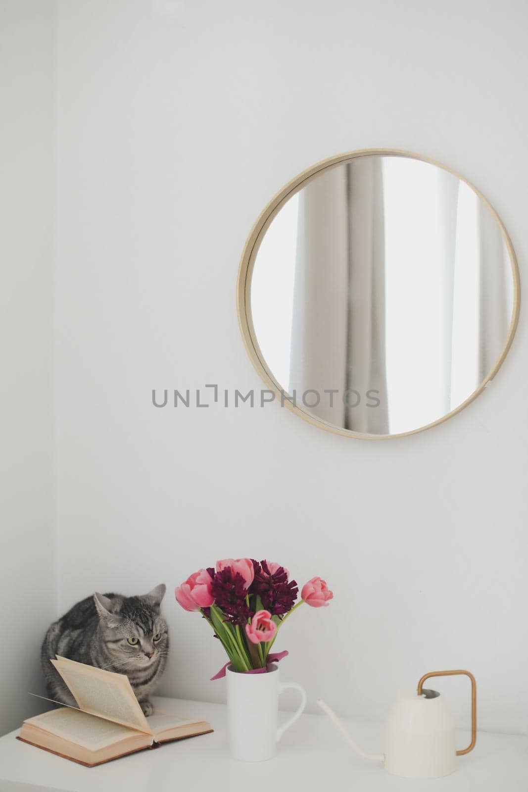 Gray cat and pink tulip bouquet in a cozy living room. Spring stll life, birthday, Easter concept by paralisart