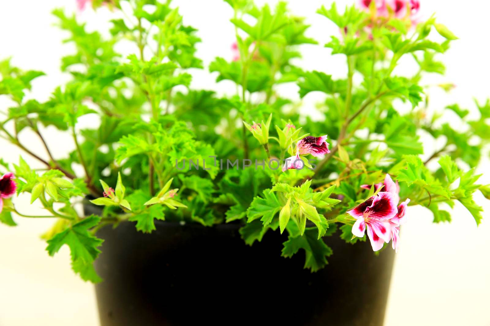 Beautiful and Scented Geranium Pelargonium Crispum plant on white background