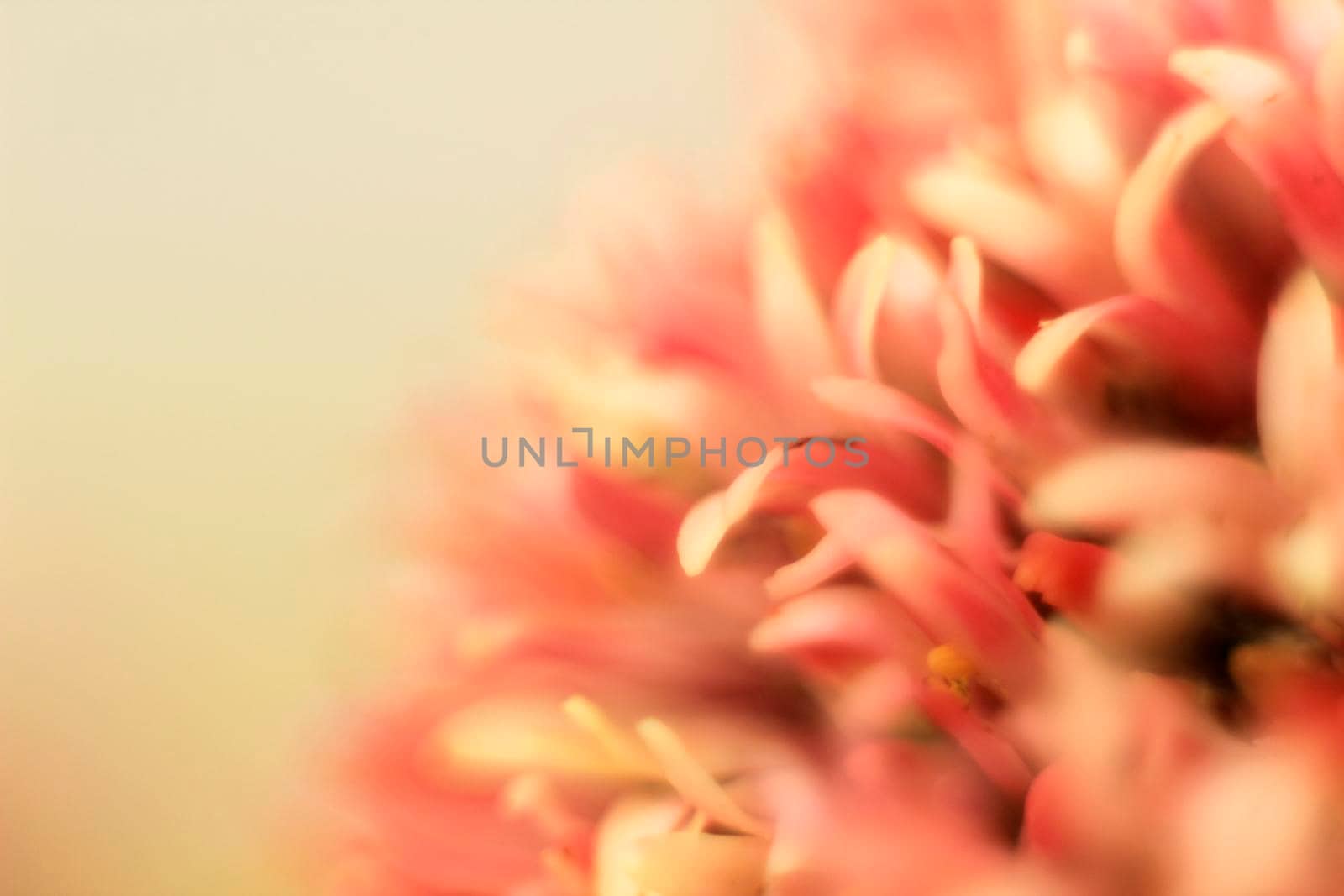 Colorful macro photography of Crassula Pyramidalis Buddha Temple plant in bloom