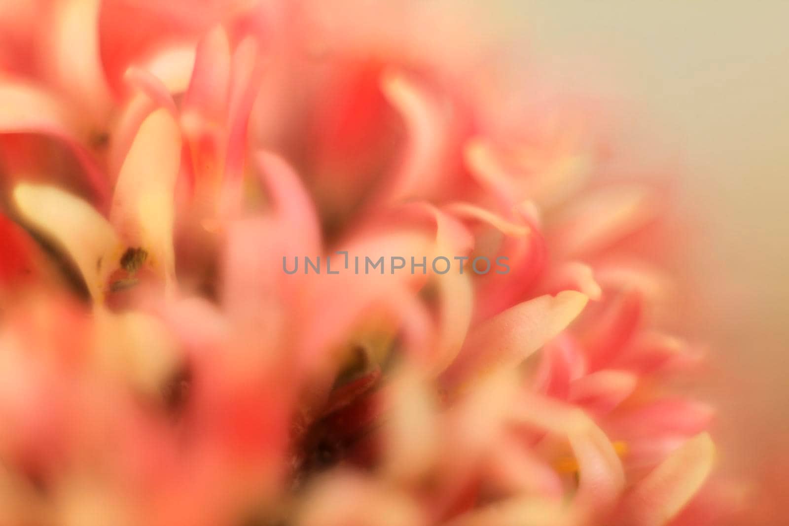 Colorful macro photography of Crassula Pyramidalis Buddha Temple plant in bloom