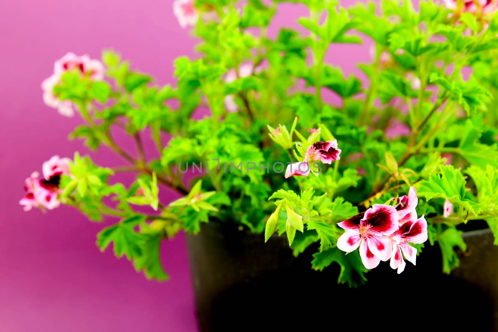 Beautiful and Scented Geranium Pelargonium Crispum plant on purple background
