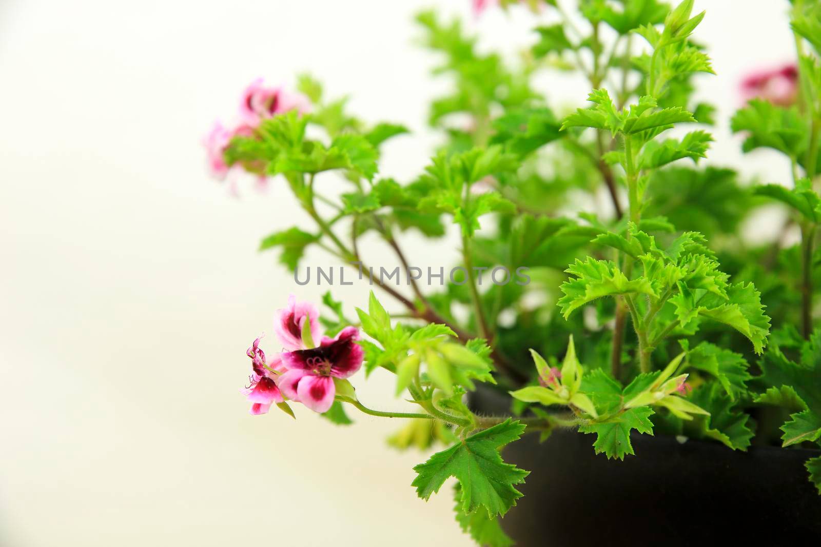 Beautiful and Scented Geranium Pelargonium Crispum plant on white background