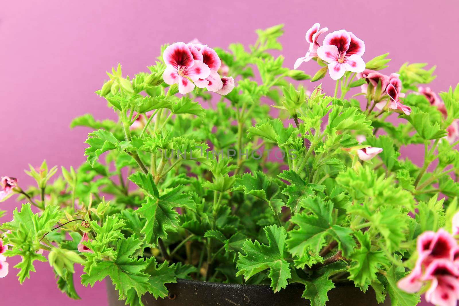 Beautiful and Scented Geranium Pelargonium Crispum plant on purple background