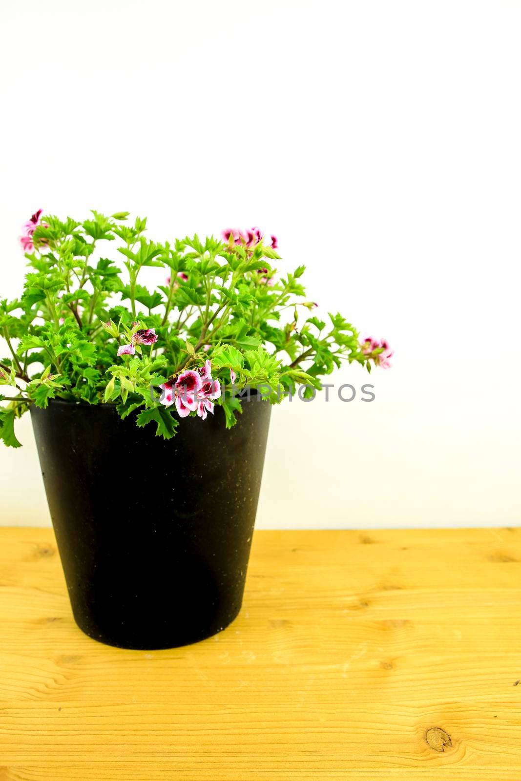 Beautiful and Scented Geranium Pelargonium Crispum plant on white background