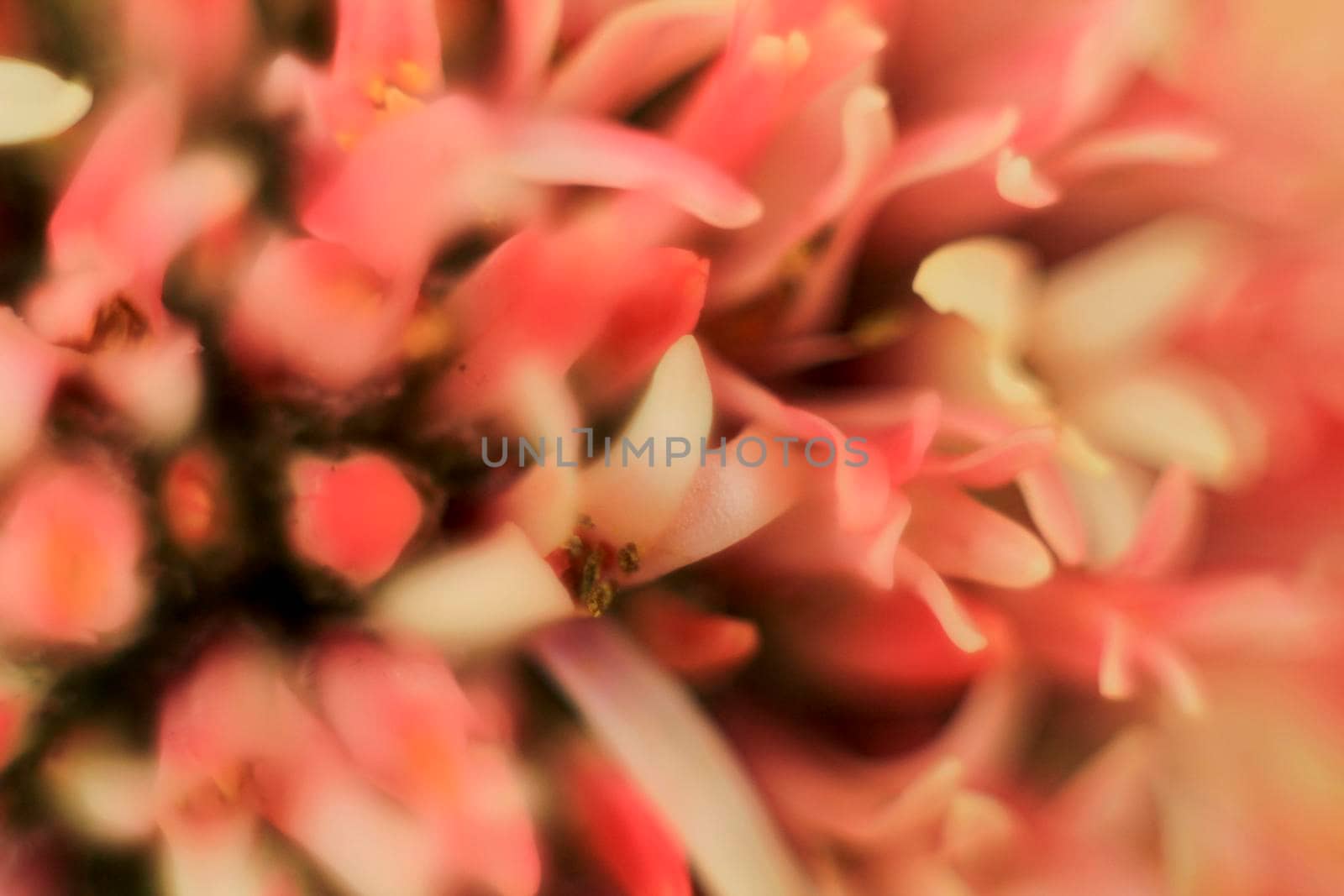 Colorful macro photography of Crassula Pyramidalis Buddha Temple plant in bloom
