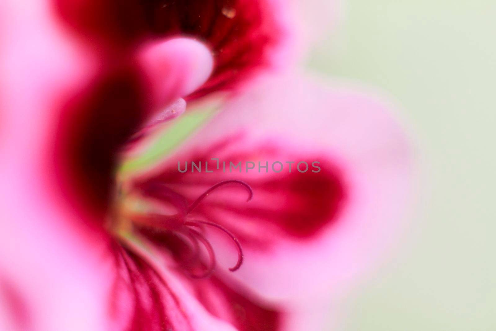 Beautiful and Scented Geranium Pelargonium Crispum flower. Macro picture.