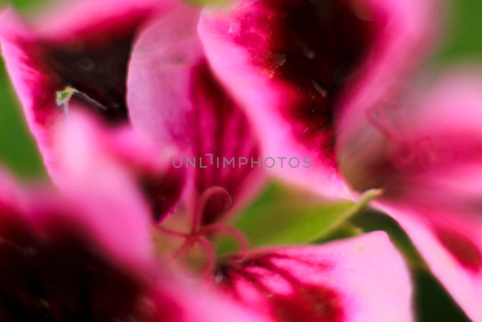 Beautiful and Scented Geranium Pelargonium Crispum flower. Macro picture.