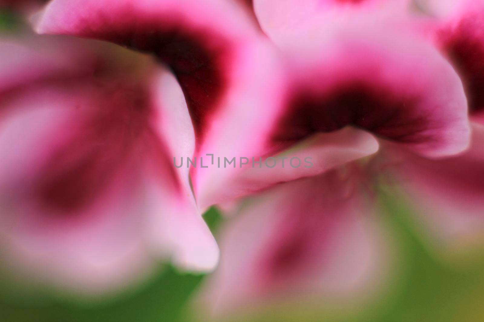 Beautiful and Scented Geranium Pelargonium Crispum flower. Macro picture.
