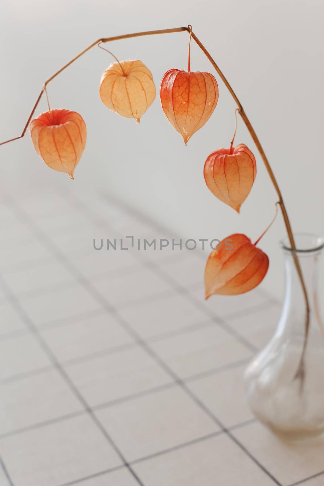 red physalis flowers isolated on white background with copyspace. Minimalistic design composition of dried flowers in vase in white interior of living room