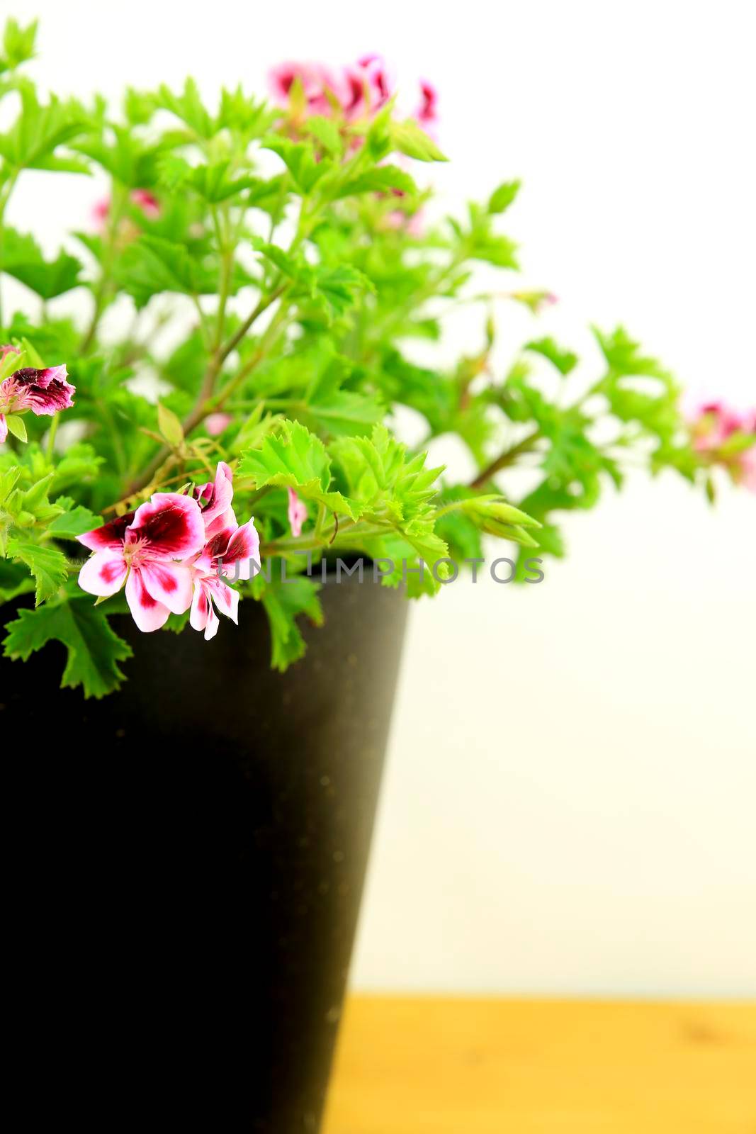 Scented Geranium Pelargonium Crispum on white background by soniabonet