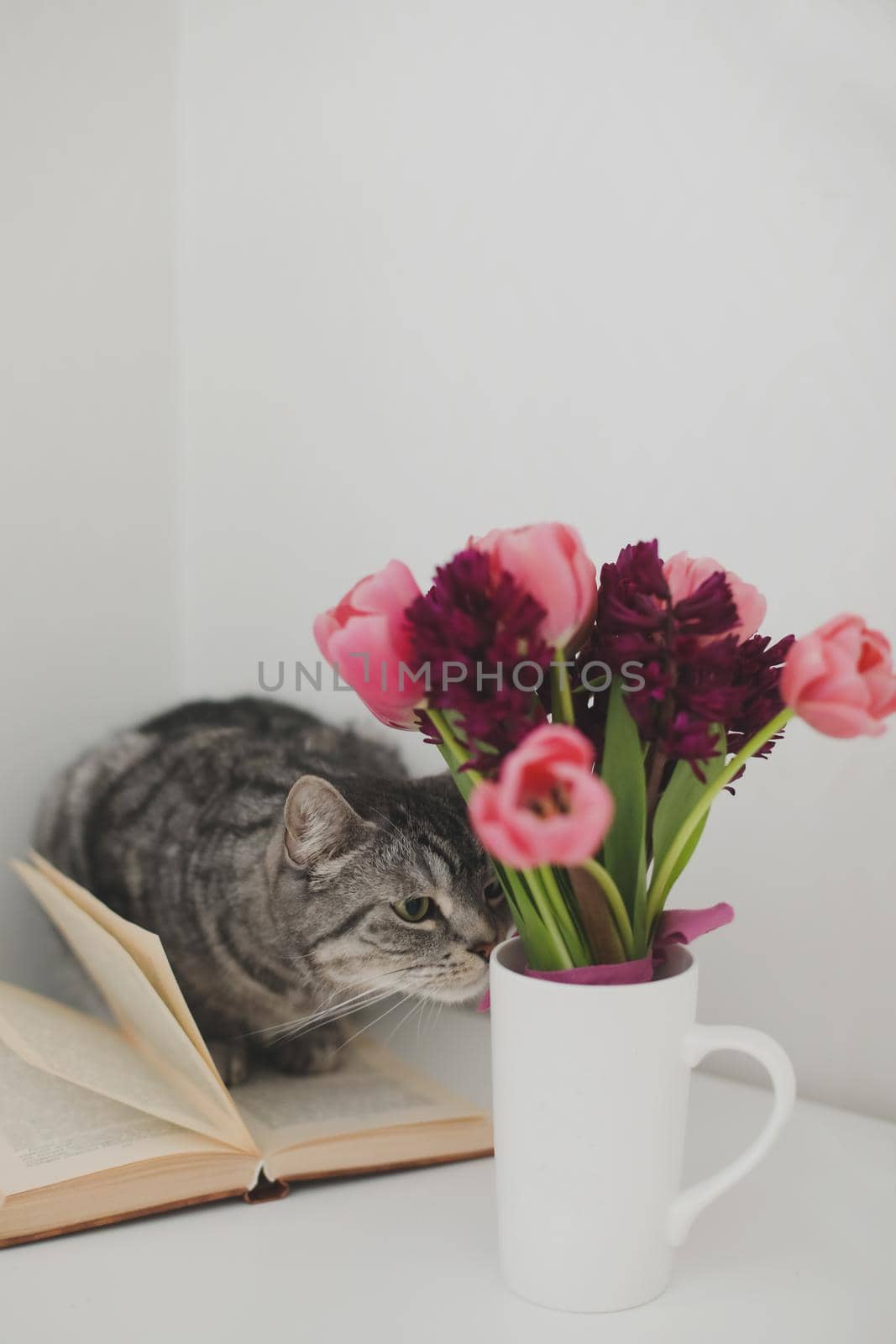 Gray cat and pink tulip bouquet in a cozy living room. Spring stll life, birthday, Easter concept.