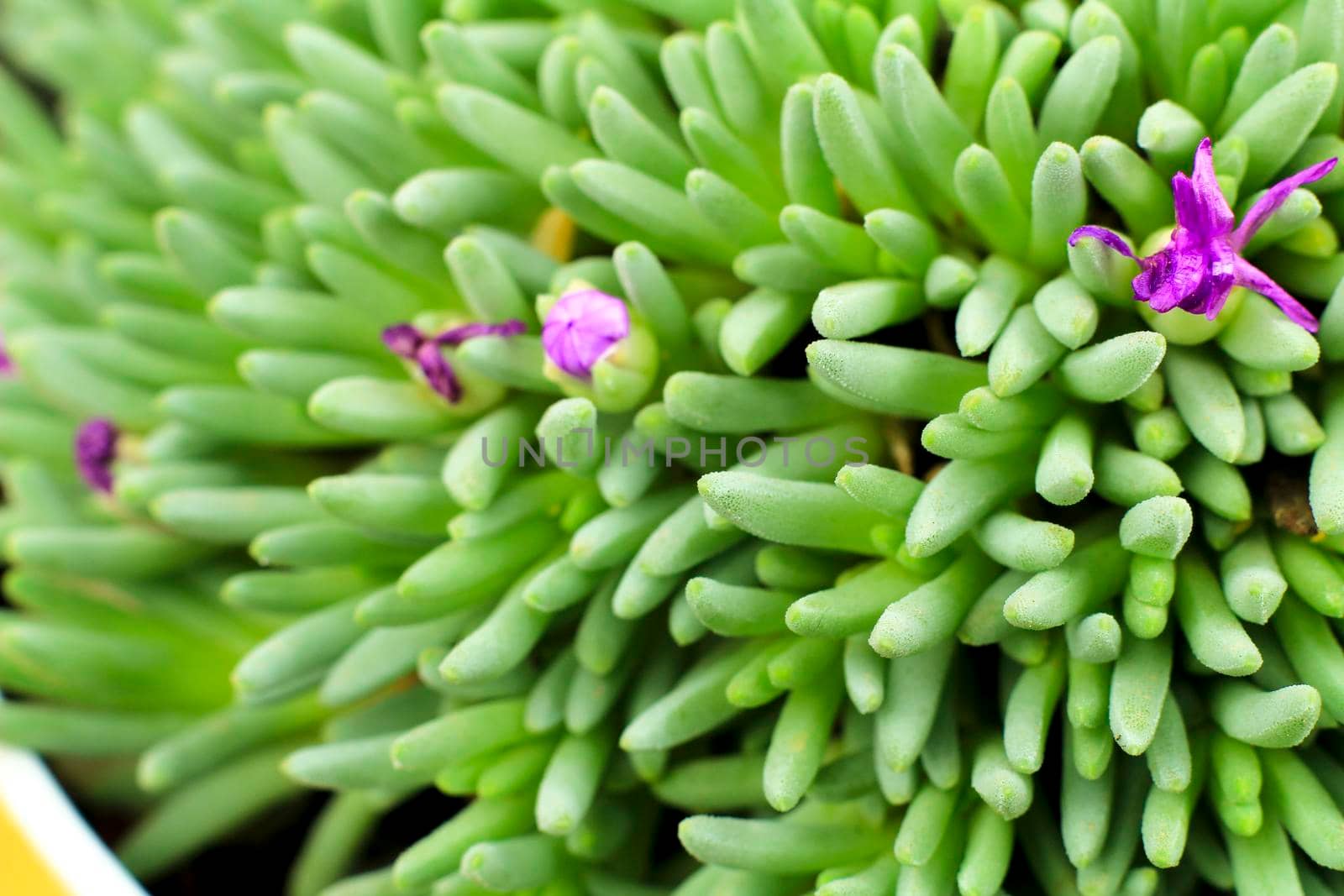 Beautiful Sedum Hispanicum in bloom in the garden