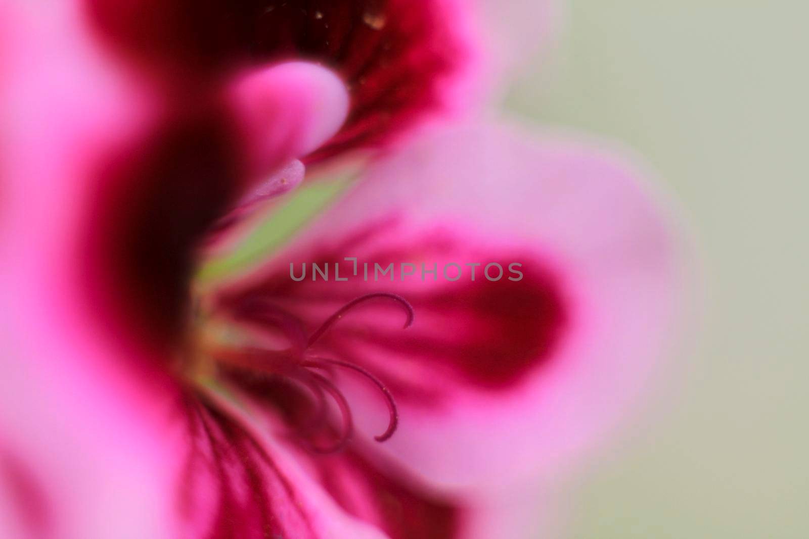 Beautiful and Scented Geranium Pelargonium Crispum flower. Macro picture.