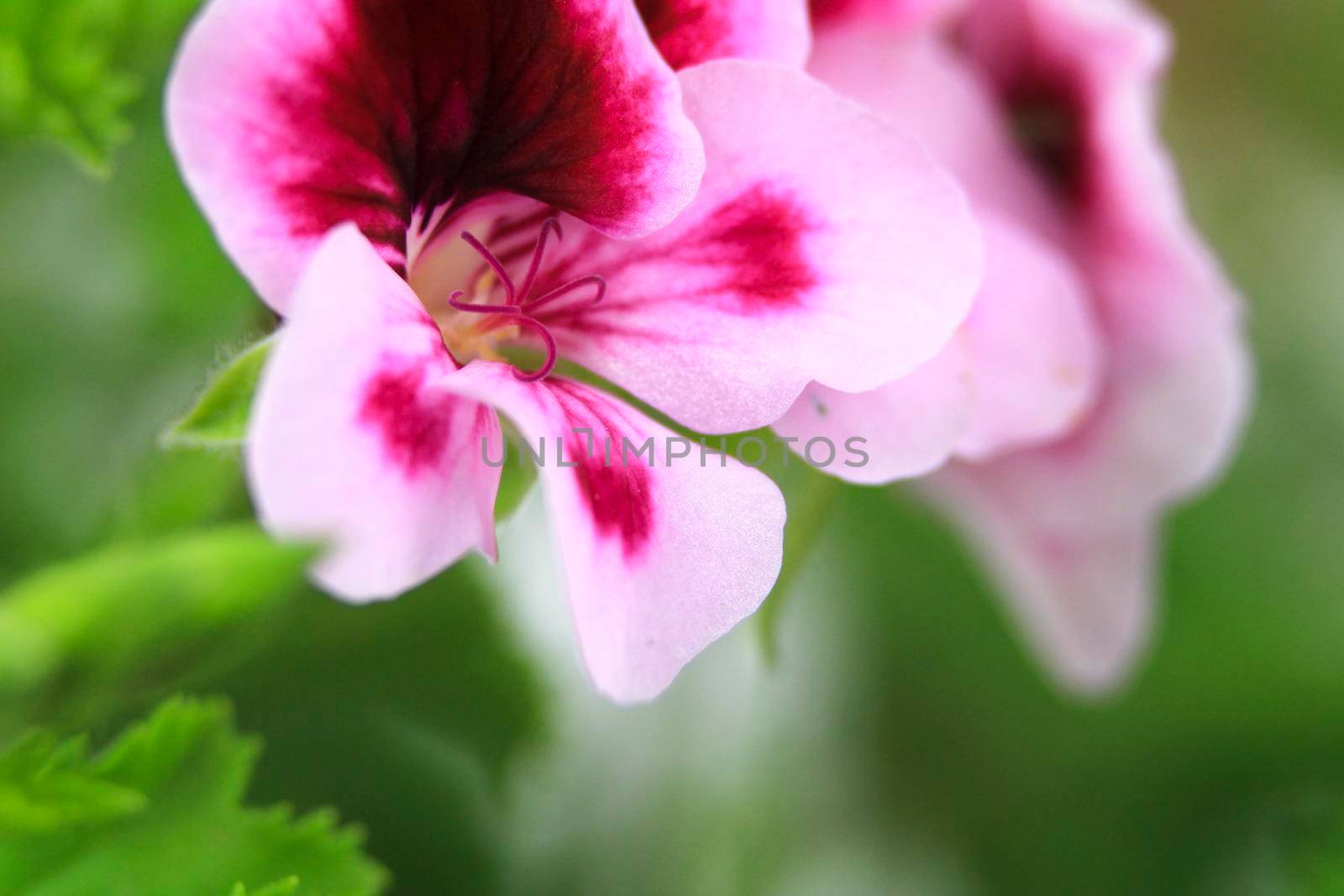 Beautiful and Scented Geranium Pelargonium Crispum flower. Macro picture.
