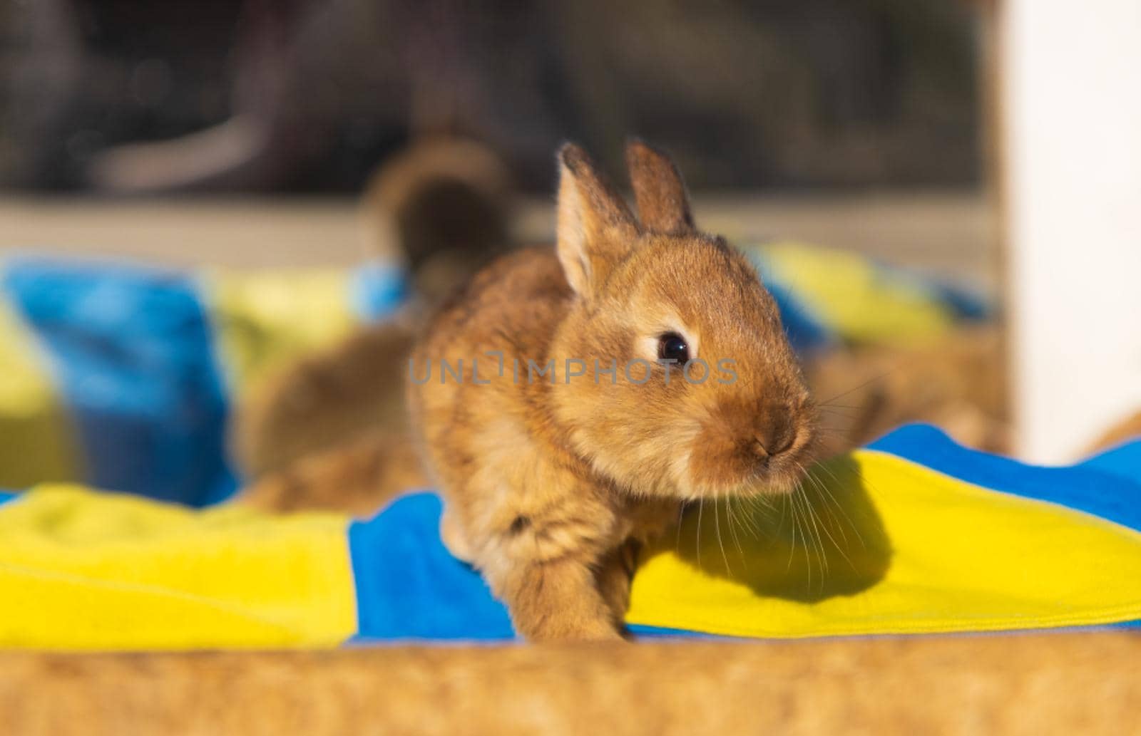 little rabbit on a yellow-blue background , peaceful animals