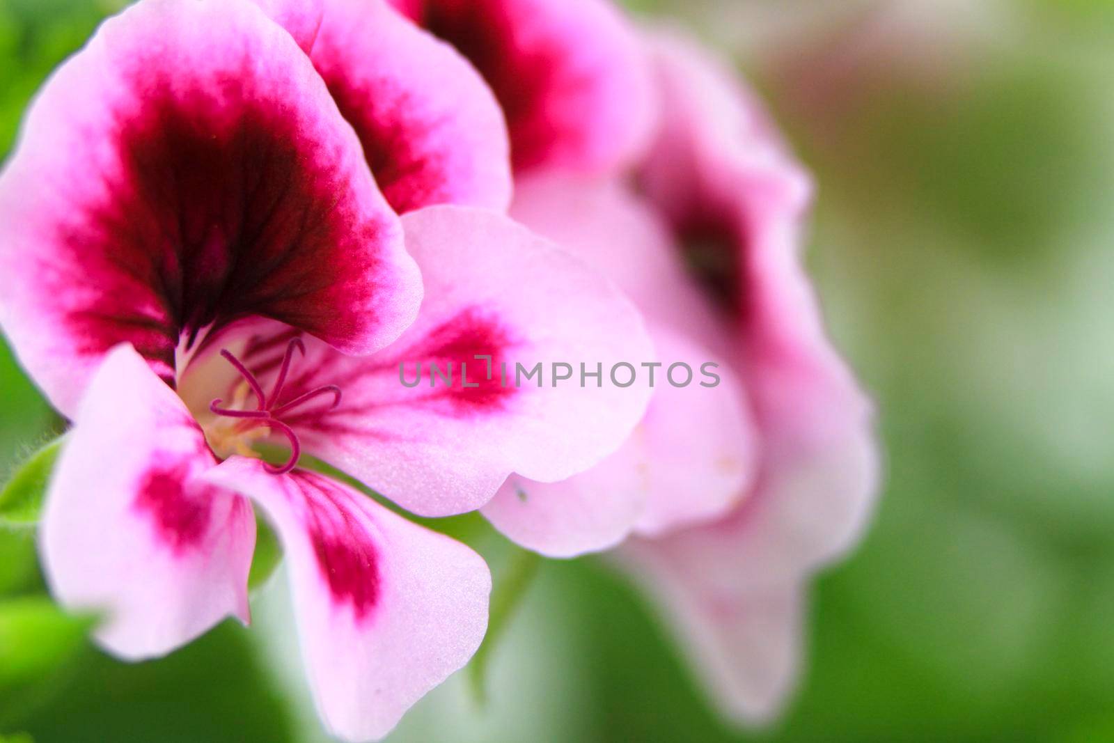 Beautiful and Scented Geranium Pelargonium Crispum flower. Macro picture.