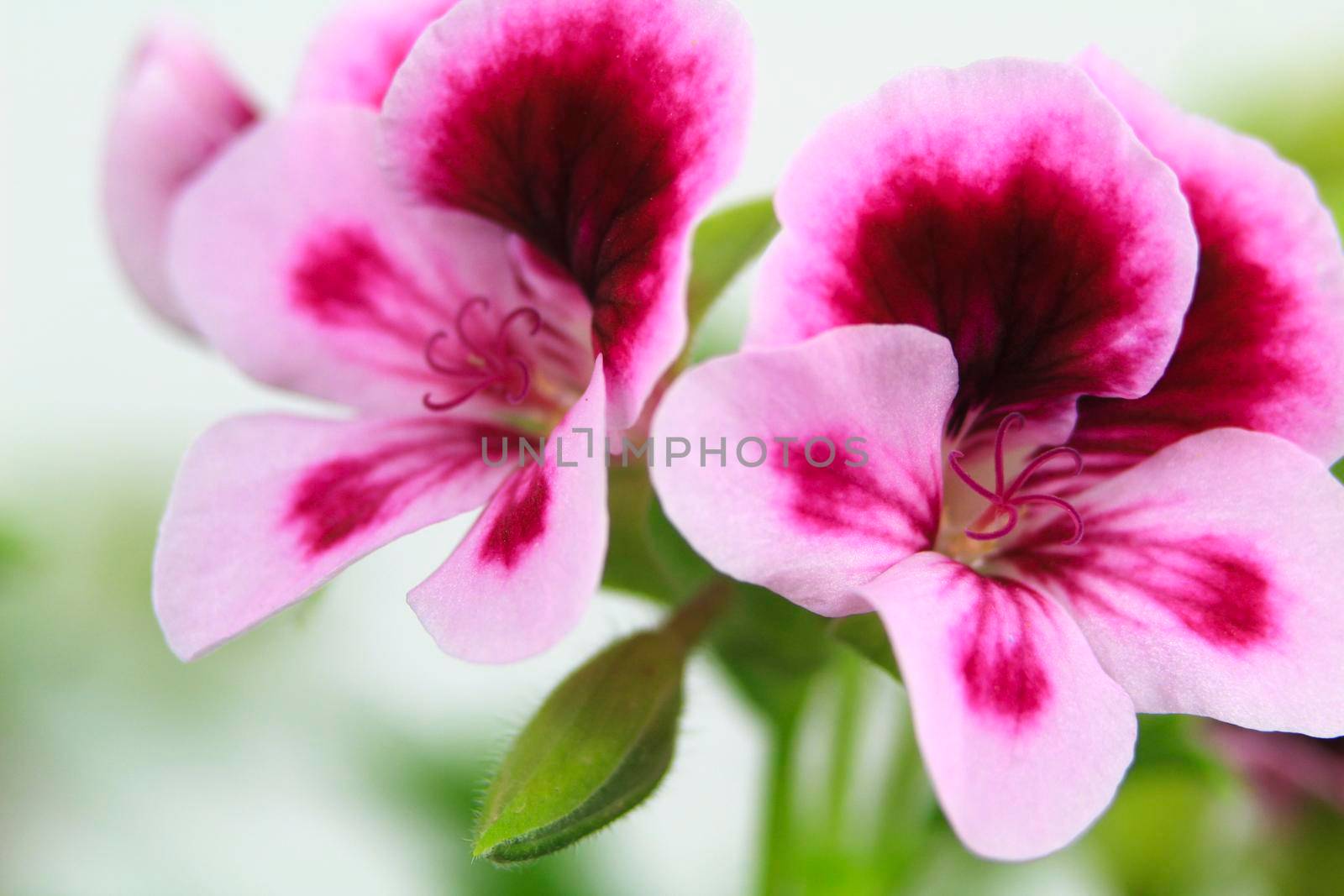 Beautiful and Scented Geranium Pelargonium Crispum flower. Macro picture.