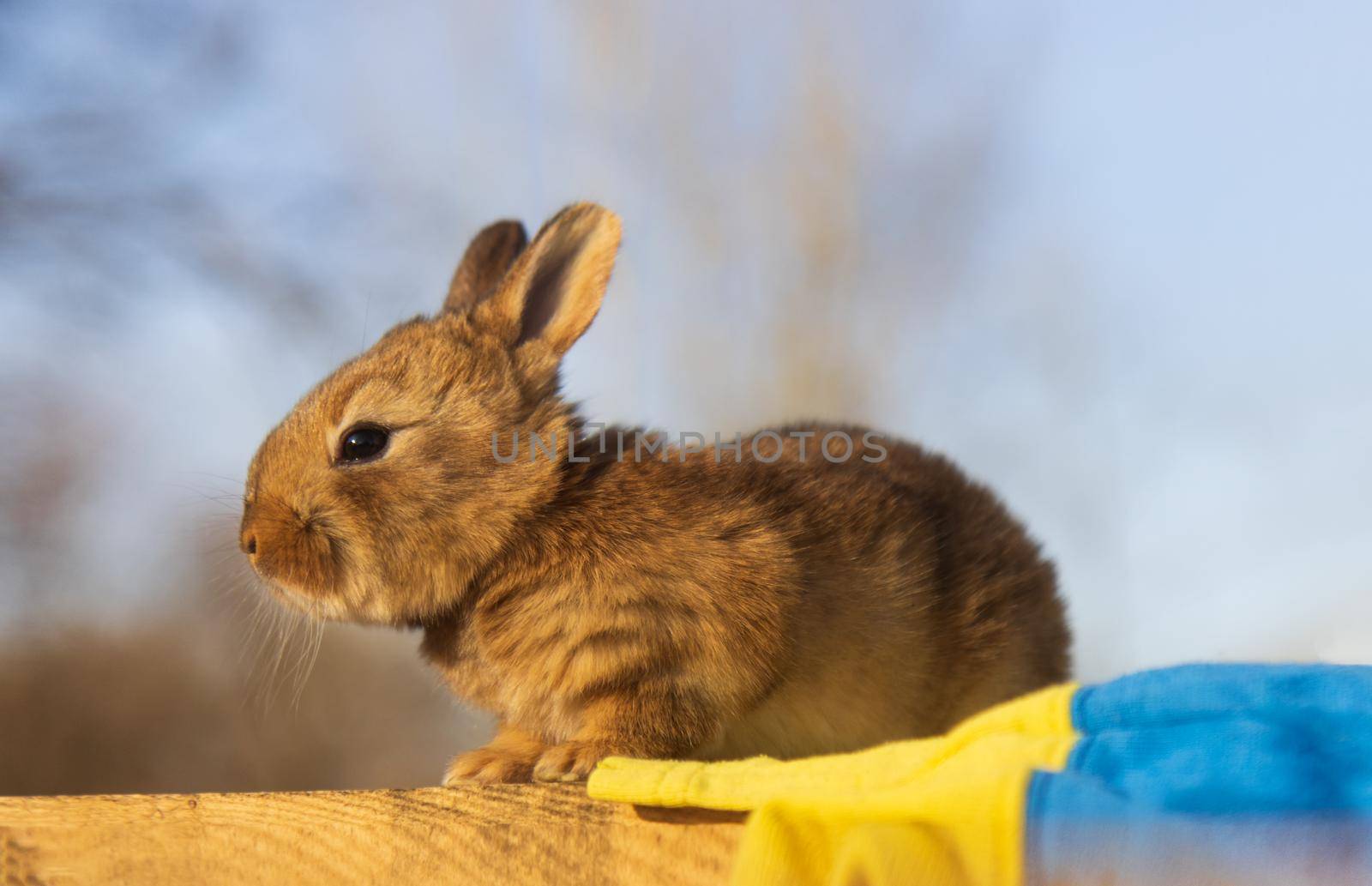 rabbit hero with yellow and blue flag, peaceful animals