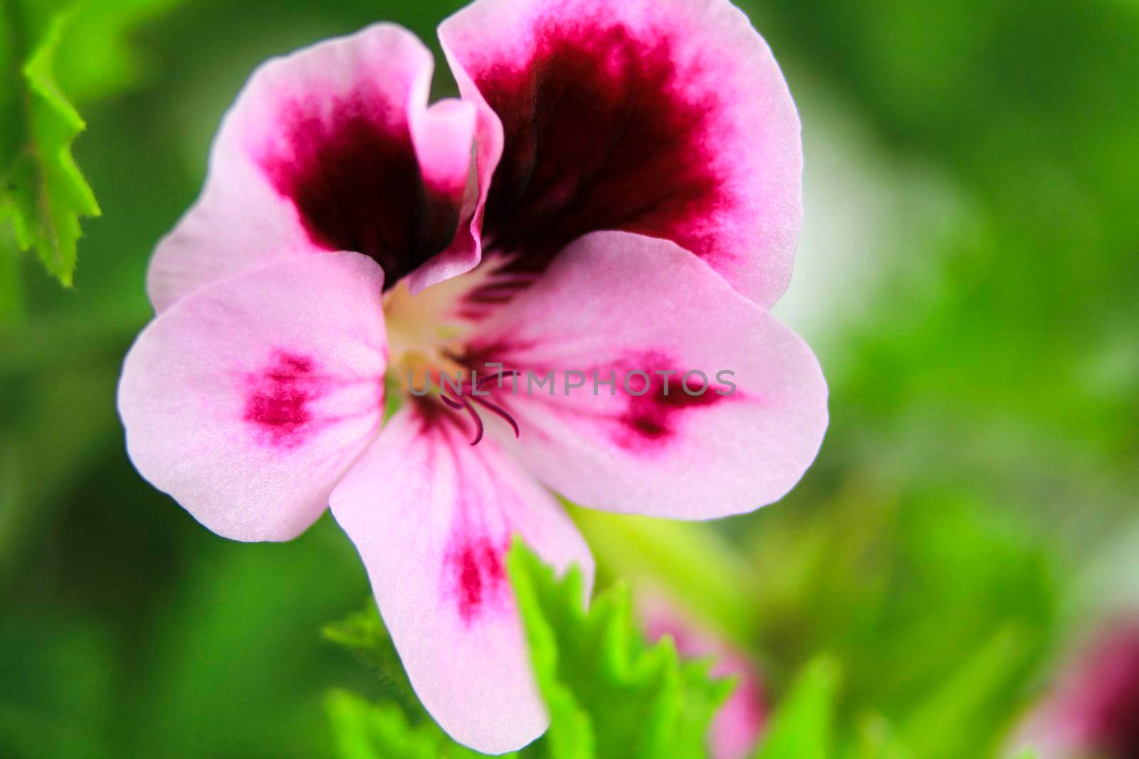 Beautiful and Scented Geranium Pelargonium Crispum flower. Macro picture.