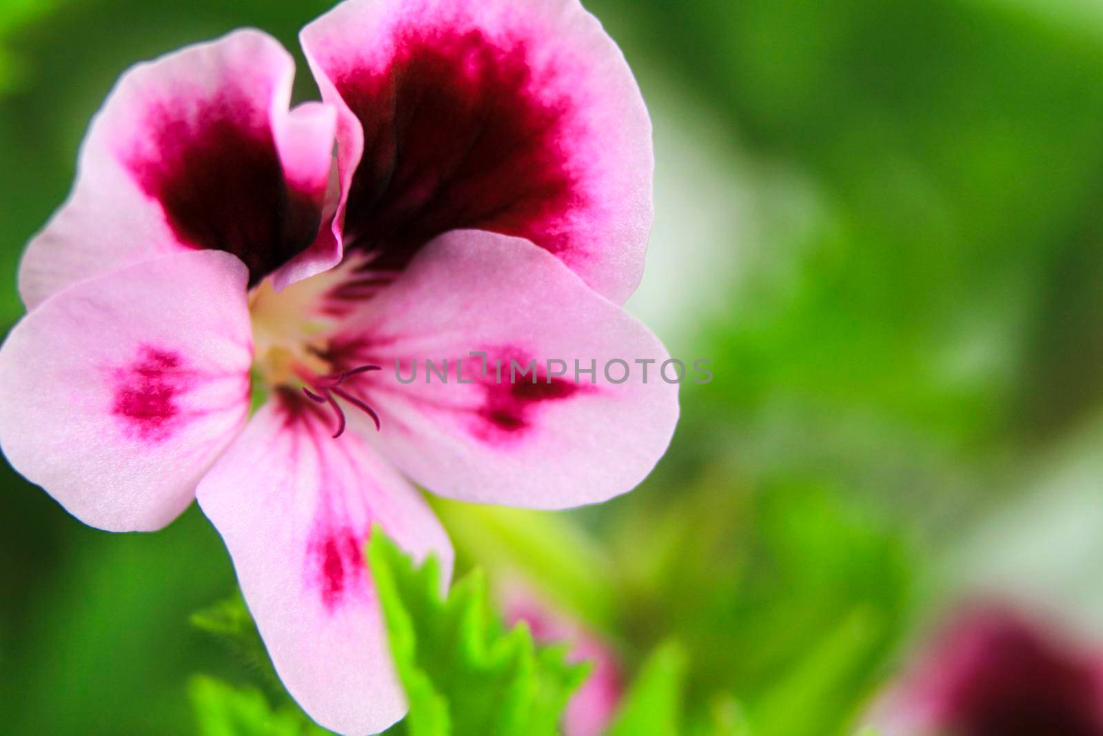 Beautiful and Scented Geranium Pelargonium Crispum flower. Macro picture.