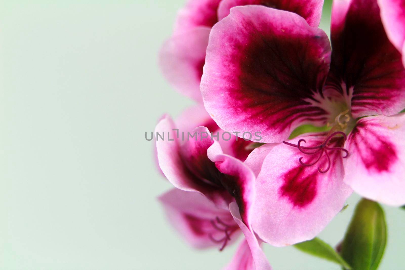 Beautiful and Scented Geranium Pelargonium Crispum flower. Macro picture.