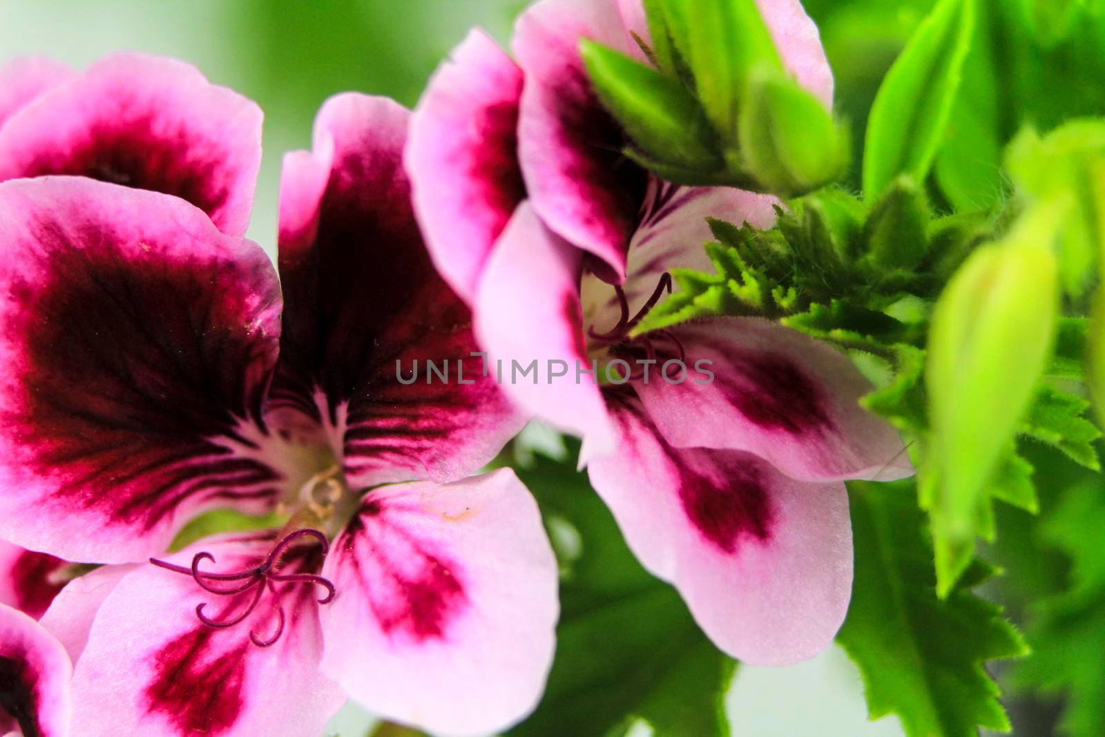 Beautiful and Scented Geranium Pelargonium Crispum flower. Macro picture.