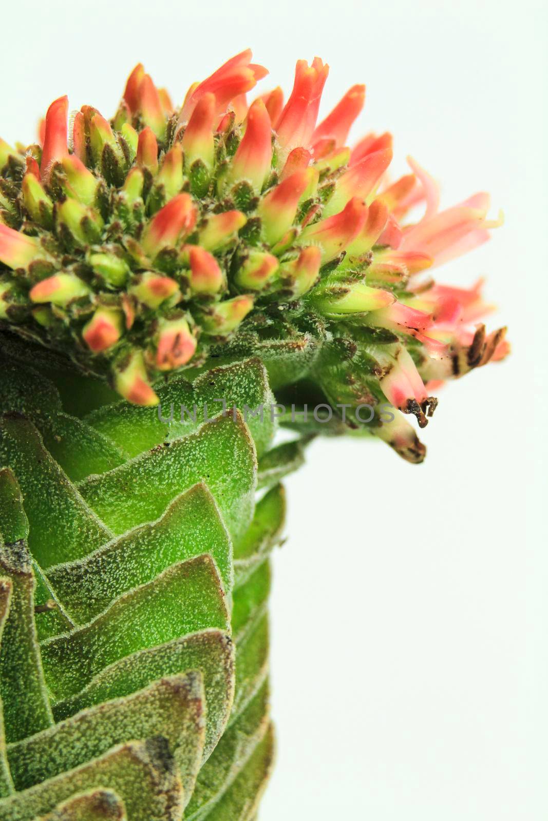 Crassula Pyramidalis Buddhas temple flower by soniabonet