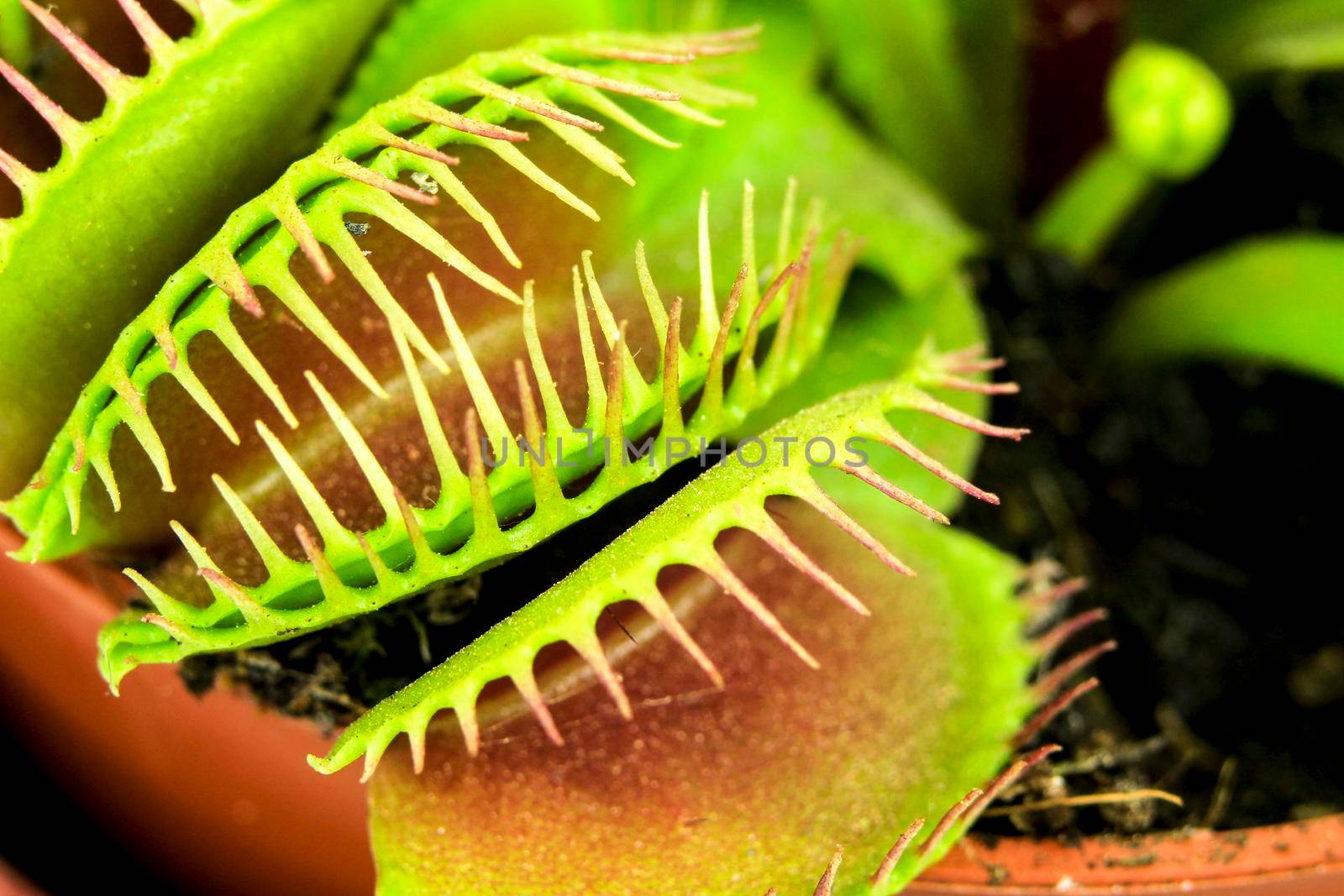Beautiful Dionaea Muscipula carnivorous plant macro picture