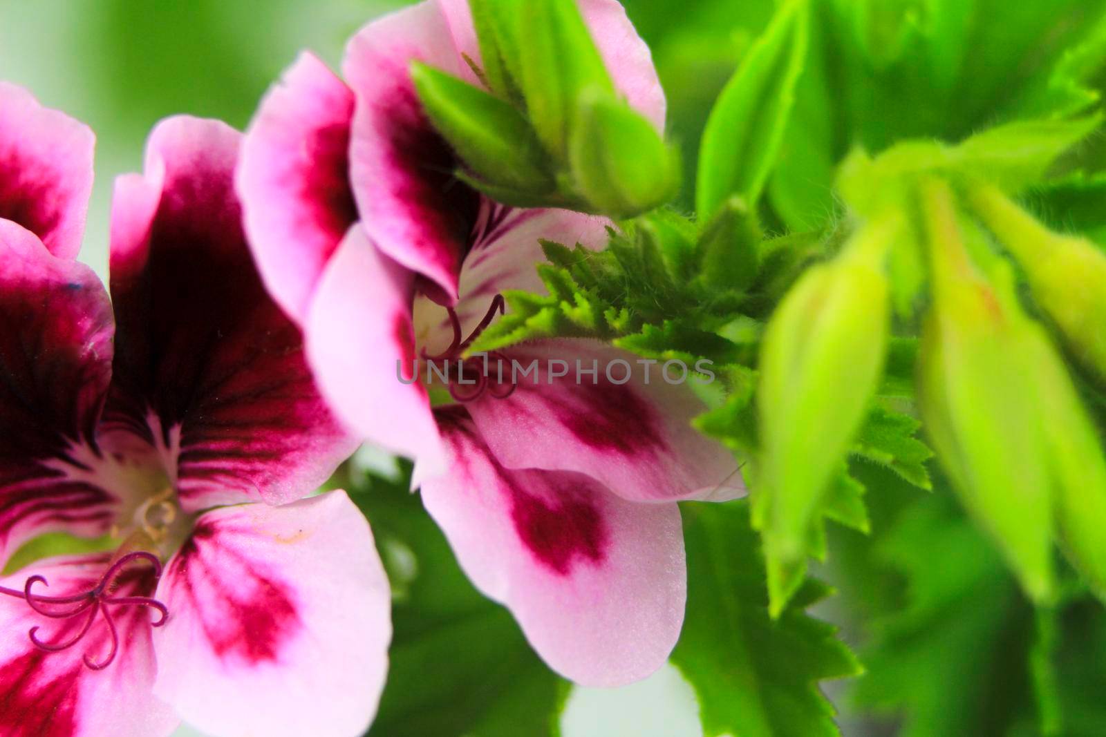 Beautiful and Scented Geranium Pelargonium Crispum flower. Macro picture.
