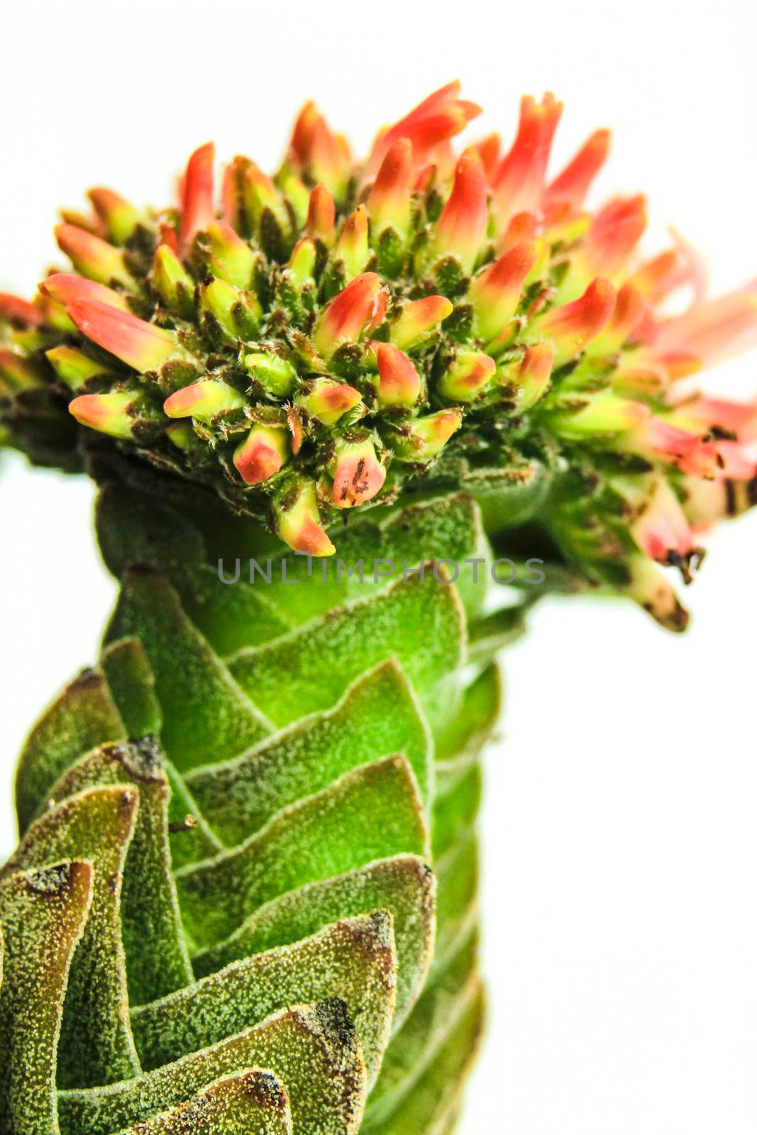 Crassula Pyramidalis Buddhas temple flower by soniabonet