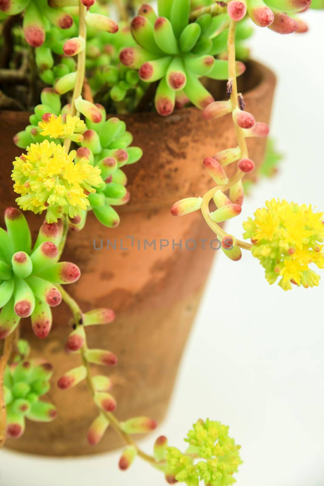 Colorful Sedum rubrotinctum R.T Clausen plant on white background