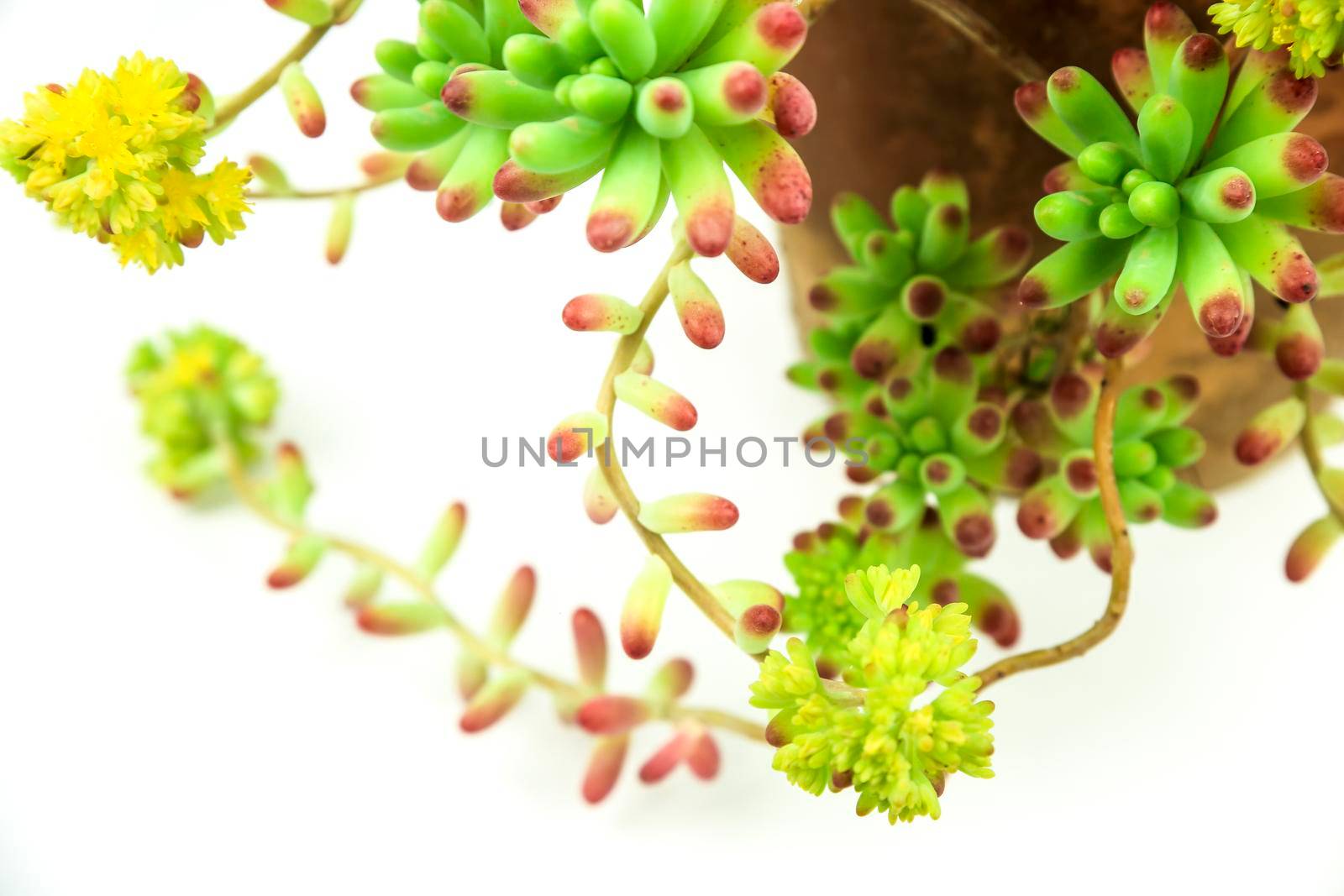 Colorful Sedum rubrotinctum R.T Clausen plant on white background