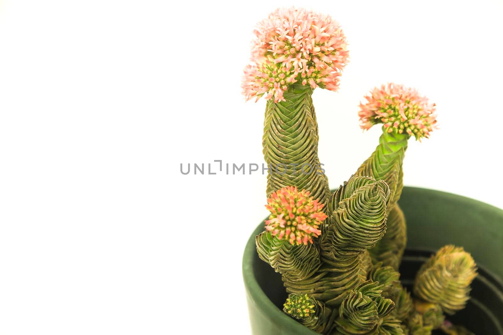 Colorful macro photography of Potted Crassula Pyramidalis Buddha Temple plant in bloom on white background