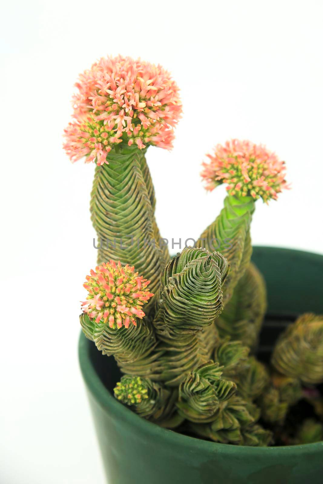 Colorful macro photography of Potted Crassula Pyramidalis Buddha Temple plant in bloom on white background