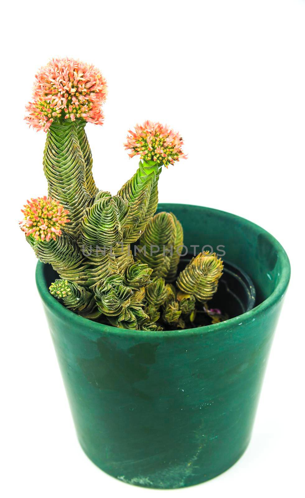 Colorful macro photography of Potted Crassula Pyramidalis Buddha Temple plant in bloom on white background